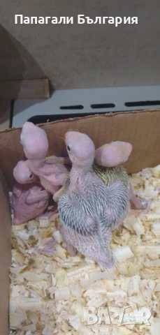 Промо Александри 200 за брой, снимка 3 - Папагали - 50712108