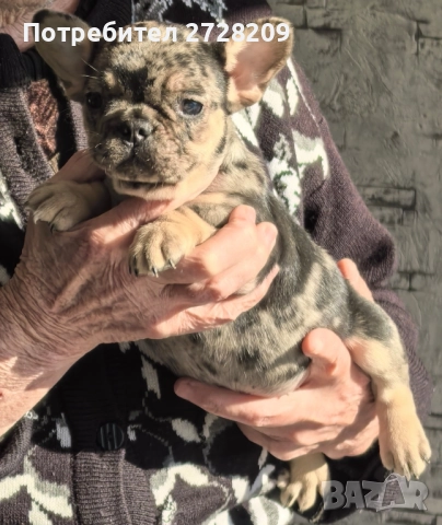 Френски булдог/French Bulldog , снимка 4 - Френски булдог - 52929981