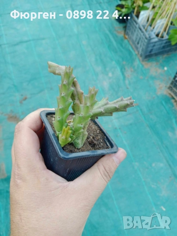  Стапелия (Stapelia) – Пиарантус и Вариагата, снимка 4 - Разсади - 51010532