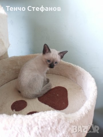 Малки сиамски котета, снимка 3 - Сиамска - 39850058