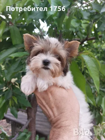 Бивер, уникален сладур., снимка 1