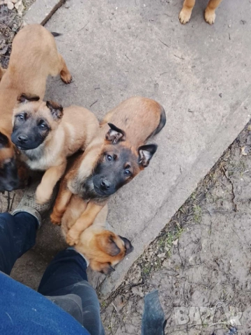 Малки белгийски овчарки , снимка 4 - Белгийска овчарка - 53297889