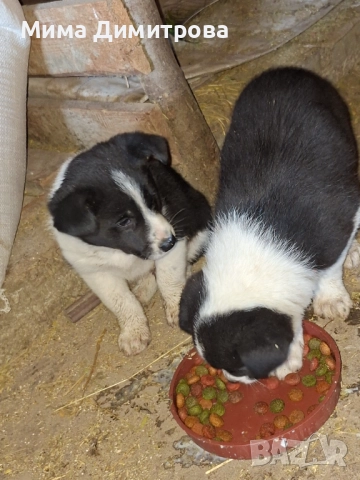  Бордър Коли, снимка 5 - Бо - 52421741