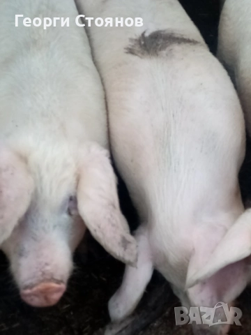 Свободни! Домашни прасета, снимка 2 - Прасета - 52829144