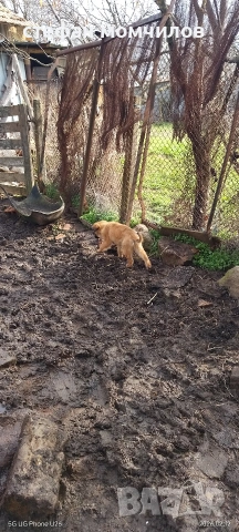 подарявам , снимка 8 - Други - 52387377