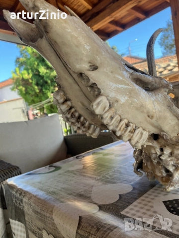 Рога и глава от елен, снимка 4 - Други животни - 51803017