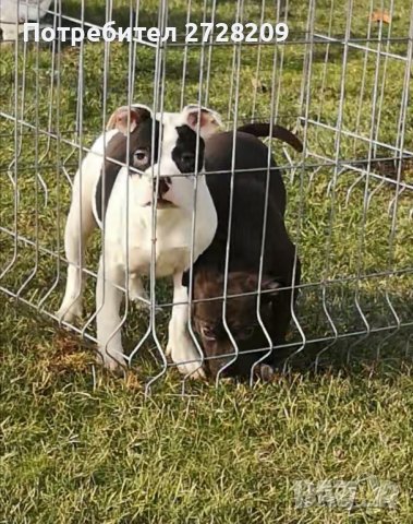 Американско Були Покет/American Bully Pocket , снимка 10 - Питбул - 42384885