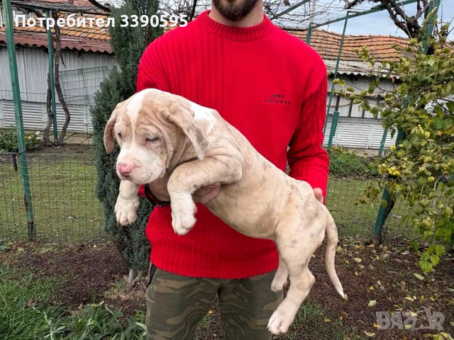 Aмериканско Були Хл , снимка 5 - Питбул - 52688919