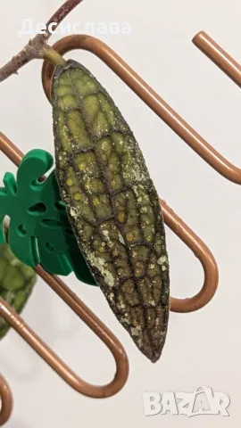 Хоя/ Hoya (резници-cuttings) , снимка 9 - Стайни растения - 47188490