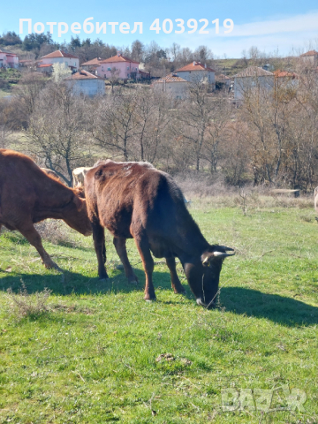 Ялови крави за курбан, снимка 6 - Крави - 44891007