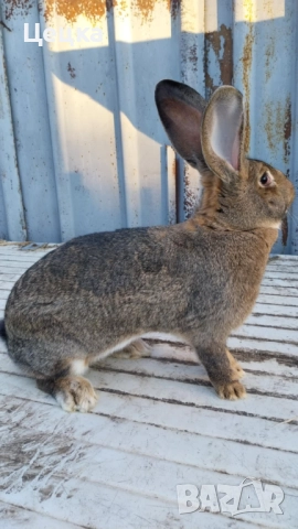 Продавам зайка, снимка 2 - Други - 52810039