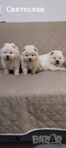 Продавам бели чау чау, снимка 5 - Чау Чау - 53256176