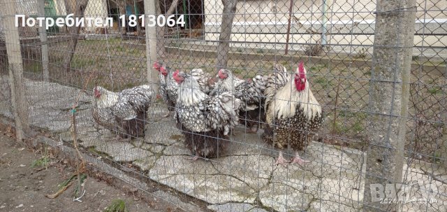 разплодни яйца от орпигтон , снимка 5 - Кокошки и пуйки - 43974232