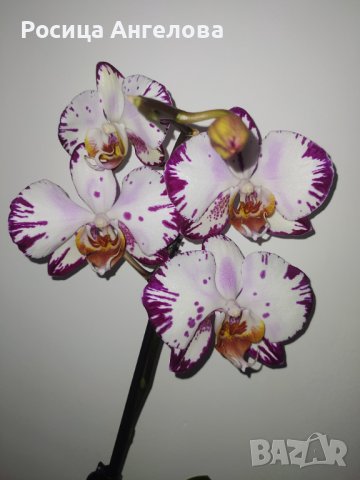 Орхидея magic art, снимка 5 - Стайни растения - 43747882