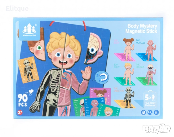 Магнитна дъска с човешкото тяло, снимка 6 - Образователни игри - 52743024