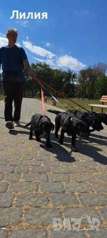 Лабрадор ретривър с родословие, снимка 9 - Лабрадор ретривър - 48299080