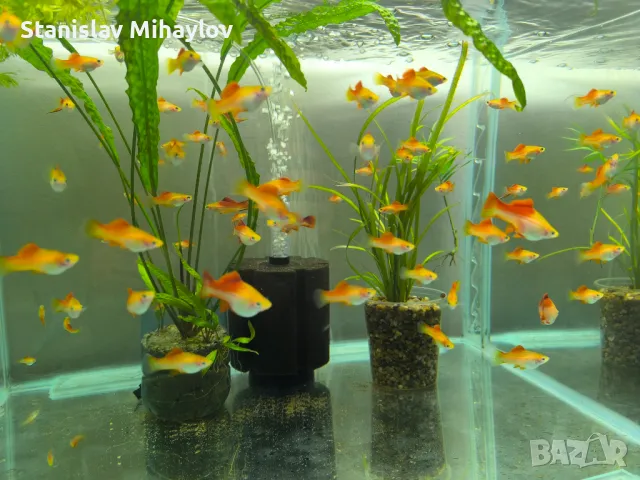 Ананасов хелер 