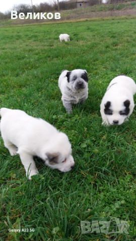 Алабай кученца Мъжкари , снимка 13 - Алабай - 52933193