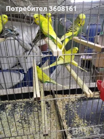 Вълнисти папагали, снимка 5 - Папагали - 50740489