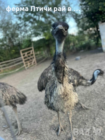 австралийско ему, снимка 7 - други­ - 51688808