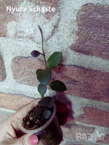 Hoya Carmelae NS 05-244, снимка 3 - Стайни растения - 52641729