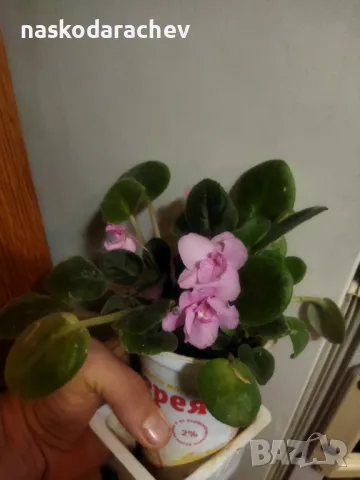 Теменужка, теменужки, сенполия розова, розов цвят , снимка 10 - Стайни растения - 43236680