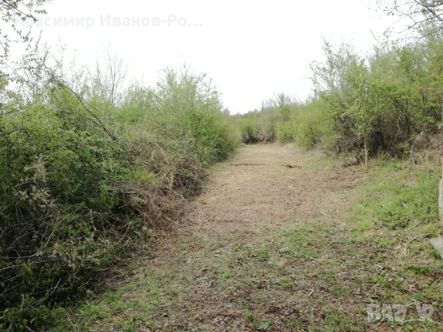 ДОБРИЯТ КОСАЧ-косене,почистване на храсти и къпини.Рязане на дървета, снимка 10 - Други почистващи услуги - 43999123