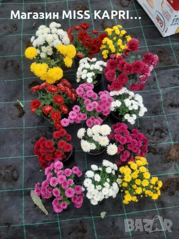 Хризантема, снимка 4 - Градински цветя и растения - 52362925