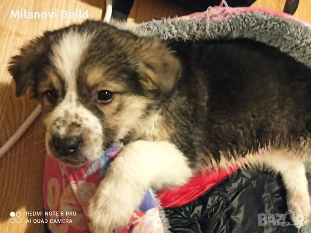 Подарявам мъжко каракачанка, снимка 2 - Каракачанска овчарка - 53443869