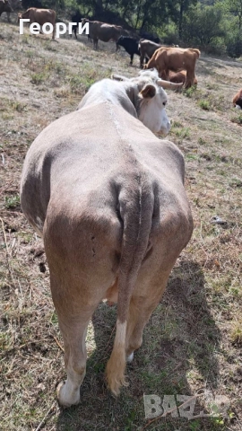 Продавам месодайна крава цена , снимка 7 - Крави - 52007516