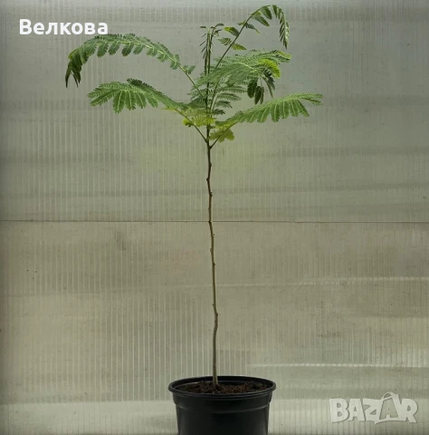 Албиция (Копринено дърво), снимка 1