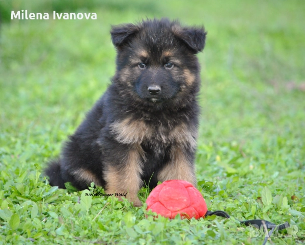 Легитимен развъдник разполага с кученца с дълъг косъм , снимка 9 - Немска овчарка - 52635144