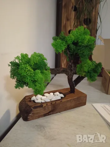 Бонсай от Скандинавски мъх , снимка 9 - Декорация за дома - 48915324