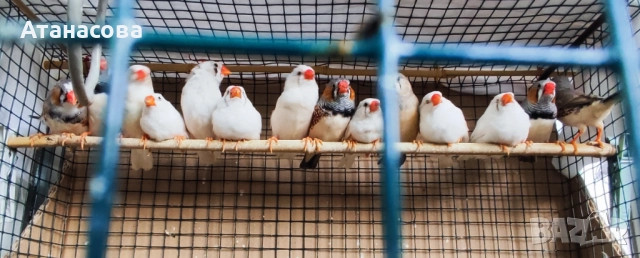 Зеброви Амадинки финки Варна, снимка 6 - Амадини - 42100147