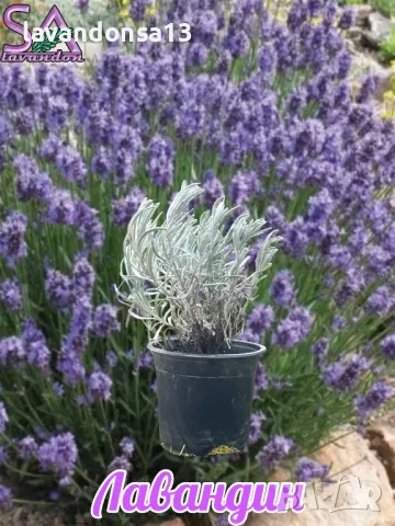 Лавандула в саксии-сортове, снимка 9 - Градински цветя и растения - 47333197