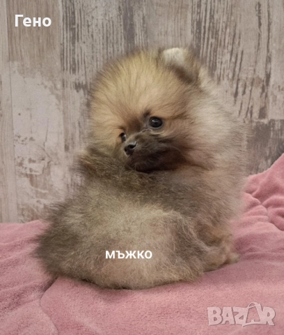 Померан , снимка 5 - Померан - 52095505