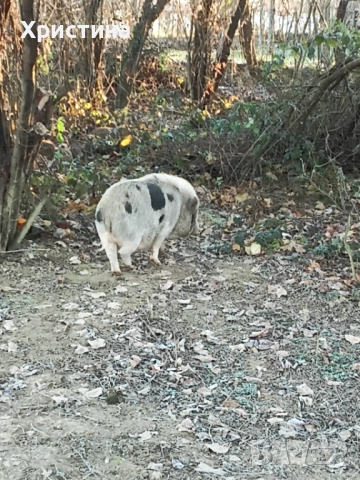 Виетнамски прасета