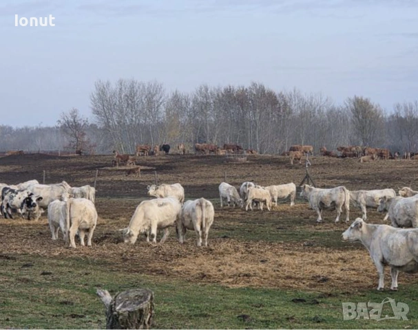 Продаваm се бременни крави и юници.