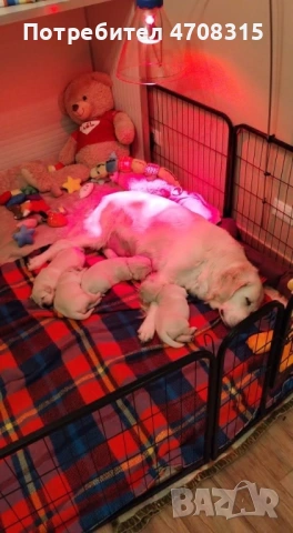 Голдън ретривър момче родословен баща ваксина, снимка 6 - Голдън ретривър - 53094906