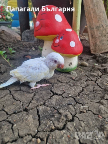 Ръчно хранени Монашески Папагалчета, снимка 4 - Папагали - 51069787