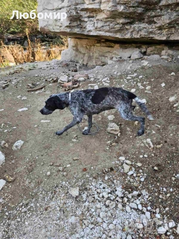 Ловджийско куче дратхарт, снимка 1
