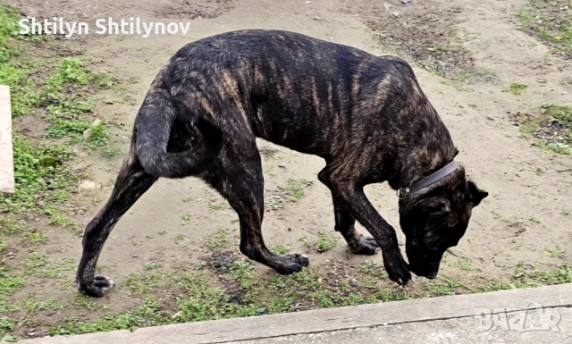 Падарявам  Cane Corso x Alabai, снимка 3 - Кане корсо - 53604737