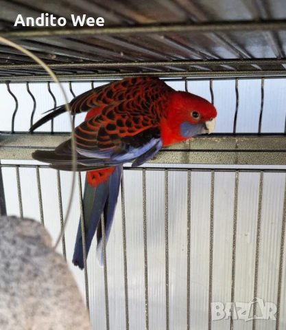 Продавам папагал розела с клетка 