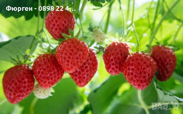 Горска ягода - Дива ягода  , снимка 2 - Разсади - 36835537