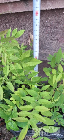 Вистерия/ глициния, снимка 9 - Градински цветя и растения - 51414363