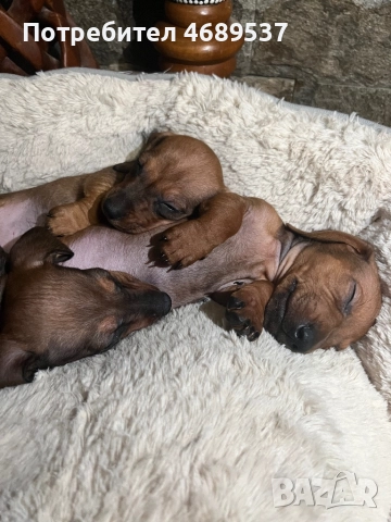 Две игриви момчета търсят своя любящ стопанин , снимка 7 - Дакели - 52869703