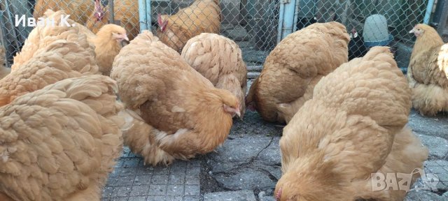 Продавам жълт Орпингтон., снимка 7 - Кокошки и пуйки - 37376457