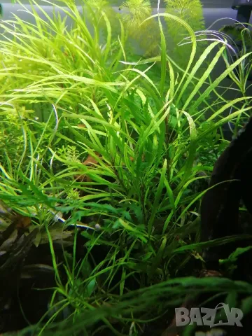 Растения и мъх за аквариум , снимка 2 - Аквариуми - 50336020
