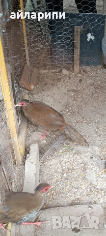 Фазани Сребърни , снимка 4 - други­ - 52045248