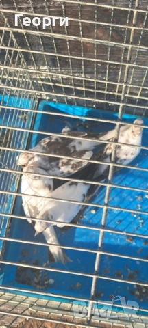 Диамантени гугутки 